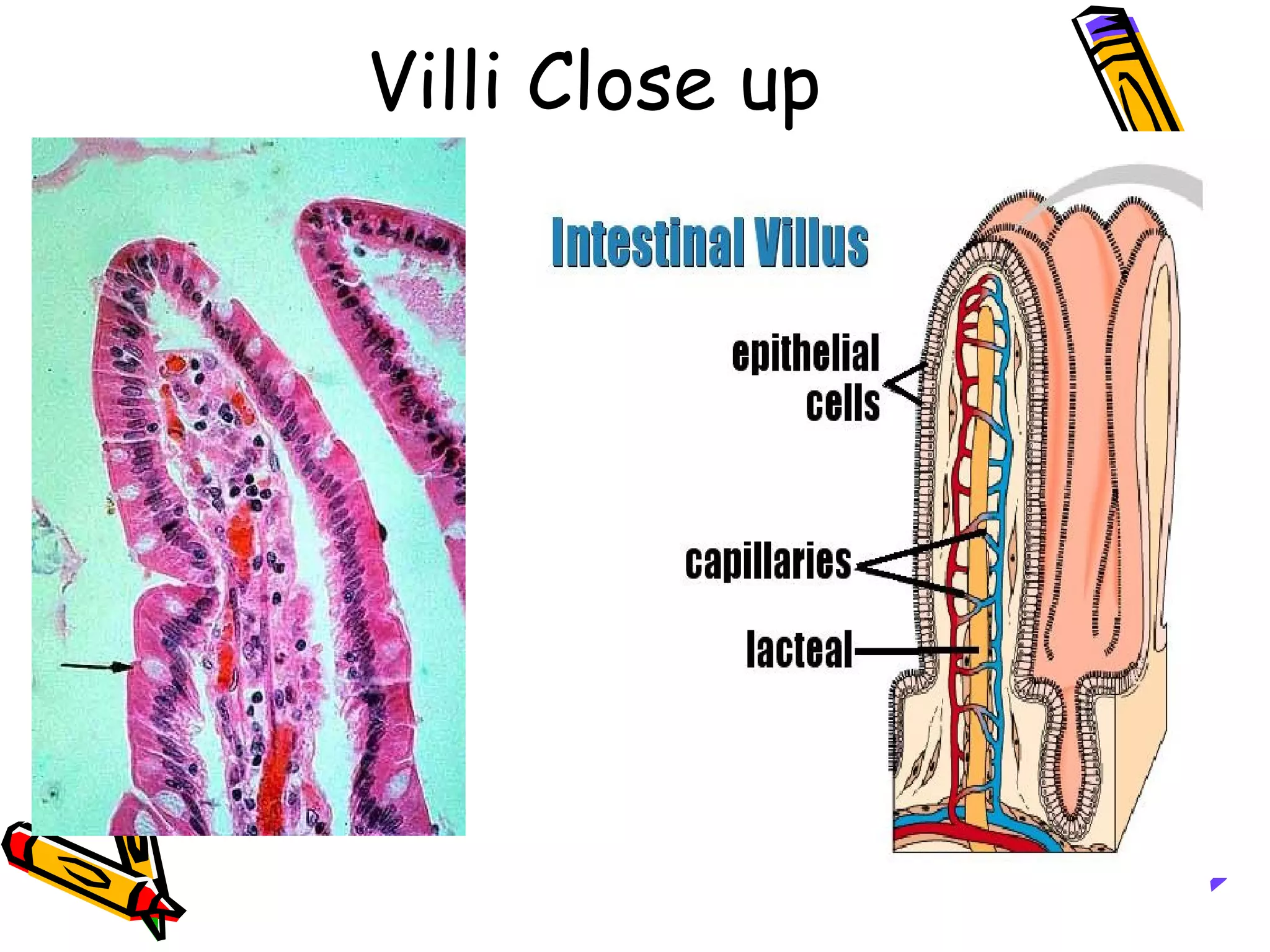 Villi Close up 