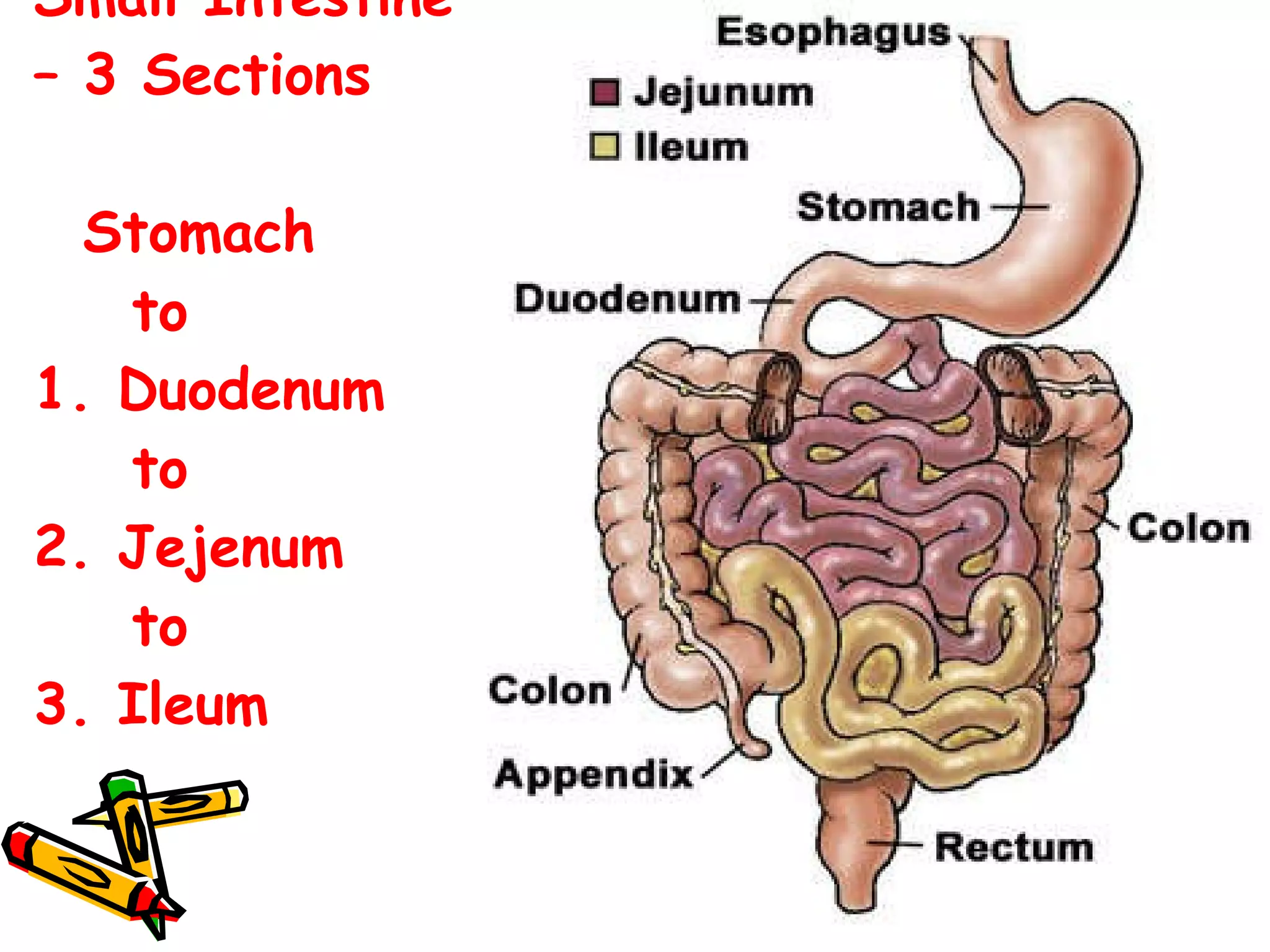 Small Intestine – 3 Sections   Stomach   to 1. Duodenum   to  2. Jejenum   to  3. Ileum 