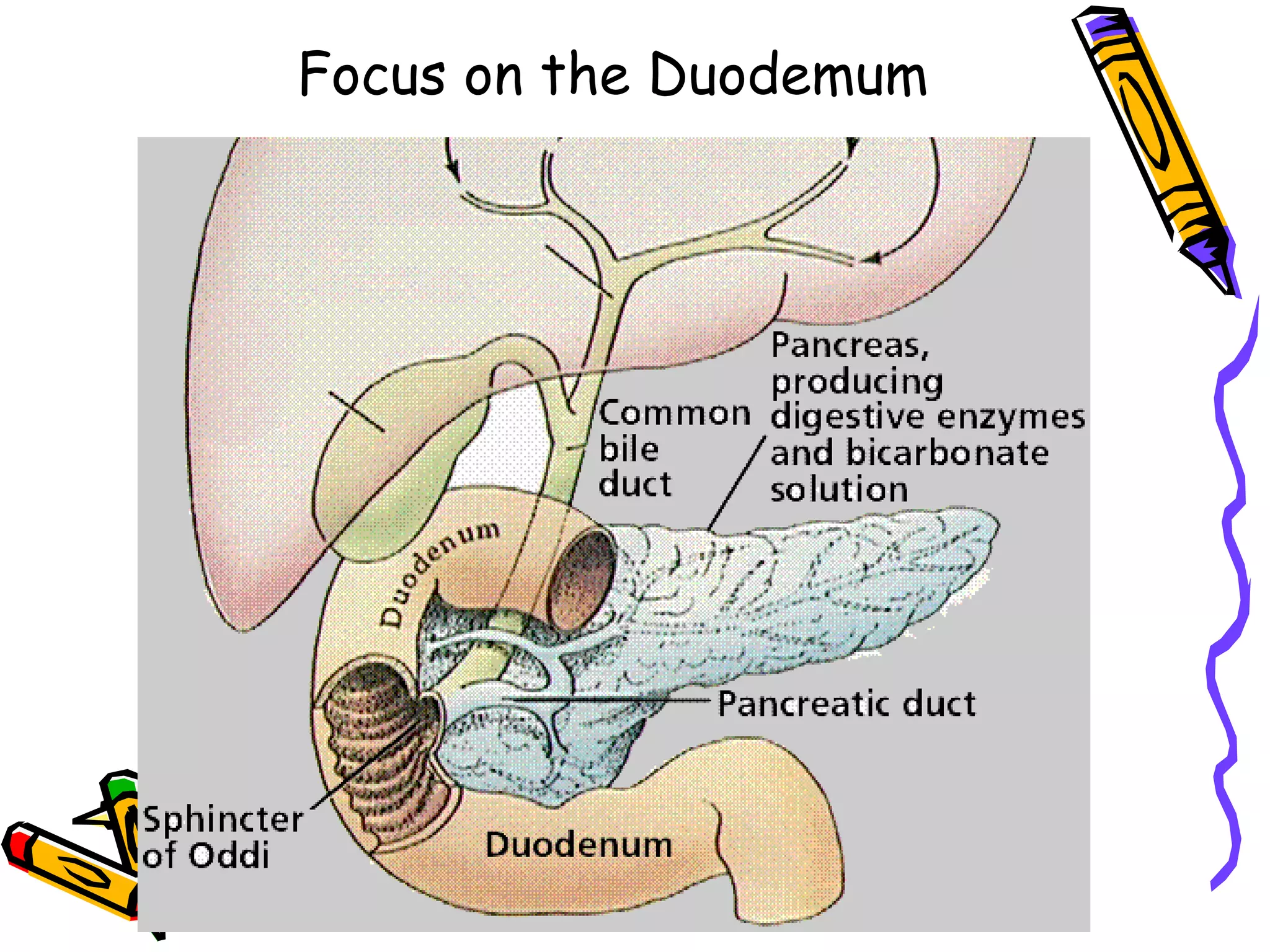 Focus on the Duodemum 