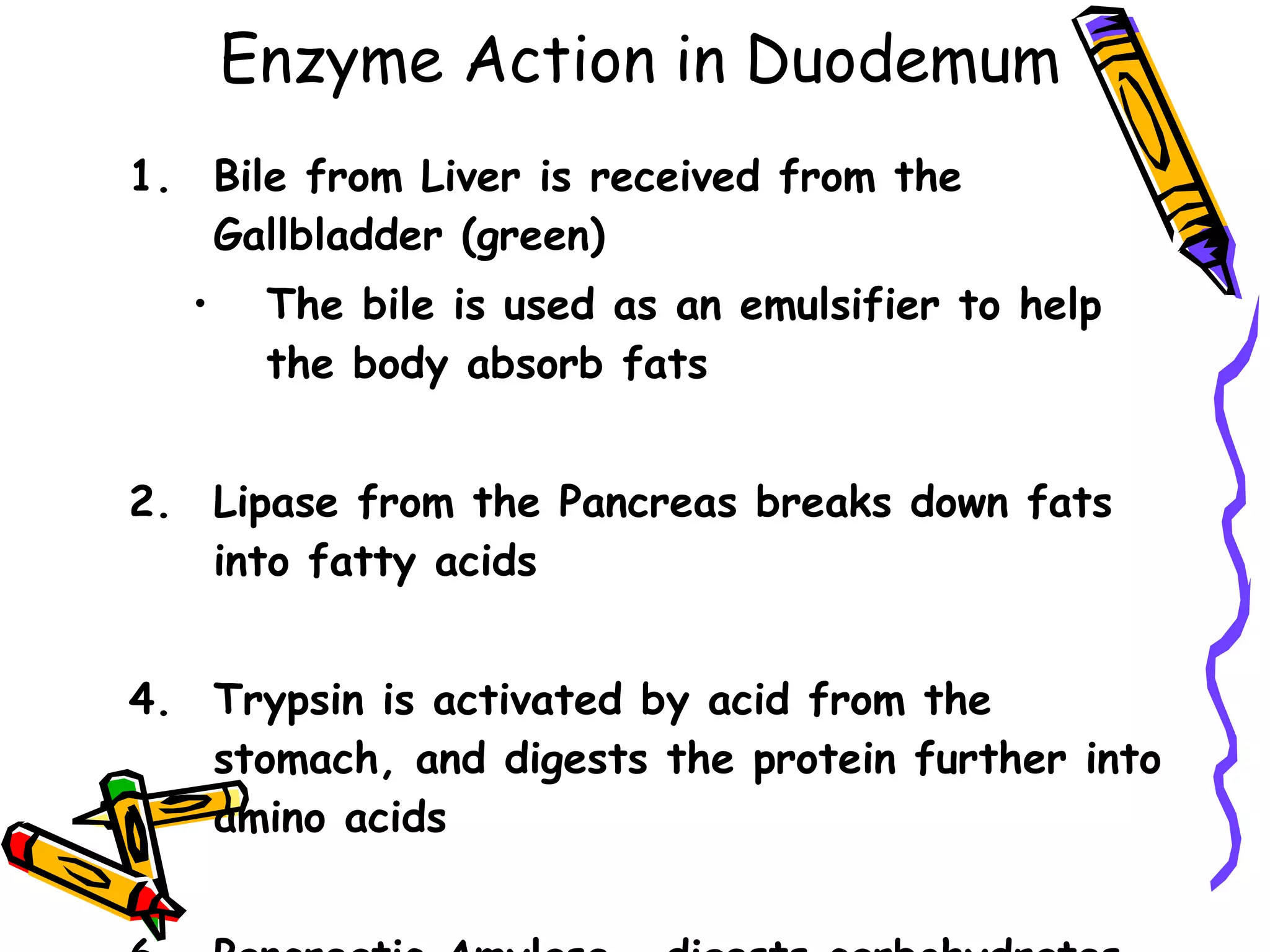 Enzyme Action in Duodemum Bile from Liver is received from the Gallbladder (green) The bile is used as an emulsifier to help the body absorb fats Lipase from the Pancreas breaks down fats into fatty acids Trypsin is activated by acid from the stomach, and digests the protein further into amino acids Pancreatic Amylase – digests carbohydrates 
