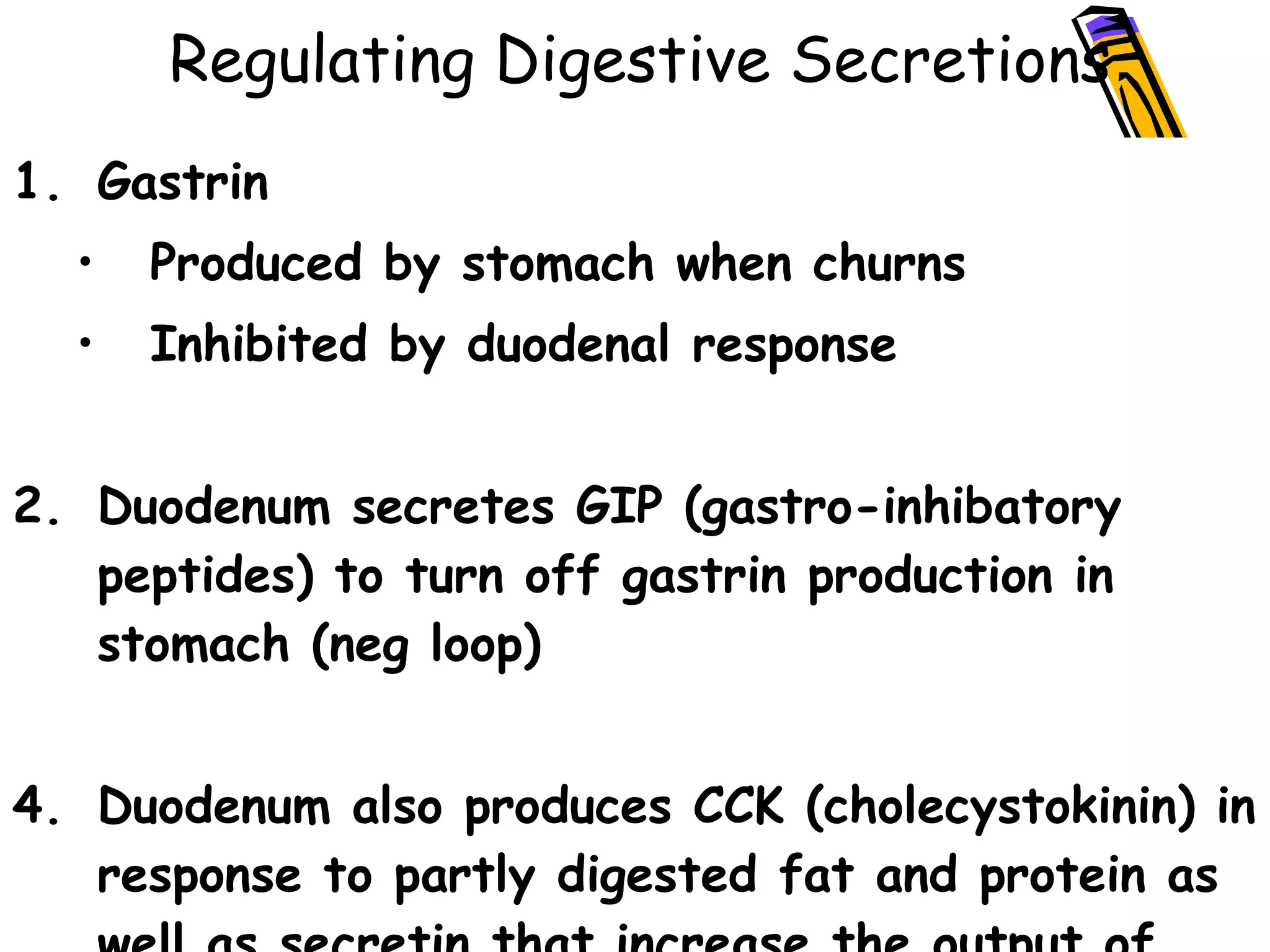 Regulating Digestive Secretions Gastrin Produced by stomach when churns Inhibited by duodenal response Duodenum secretes GIP (gastro-inhibatory peptides) to turn off gastrin production in stomach (neg loop) Duodenum also produces CCK (cholecystokinin) in response to partly digested fat and protein as well as secretin that increase the output of bile from liver and pancreatic juice. 