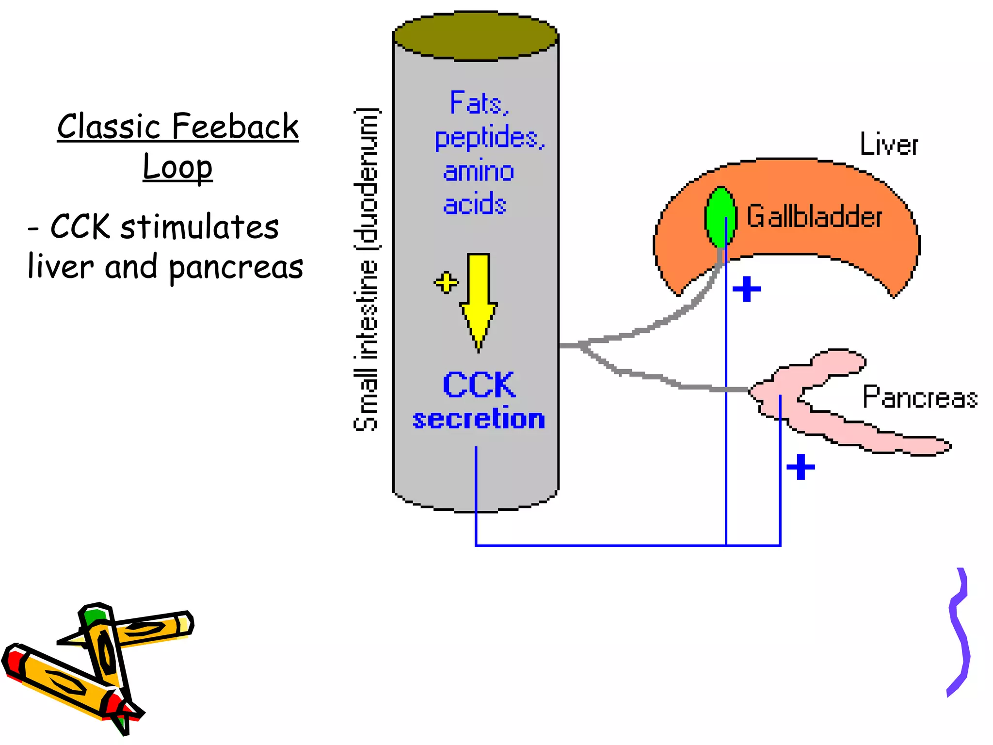 Classic Feeback Loop - CCK stimulates liver and pancreas  