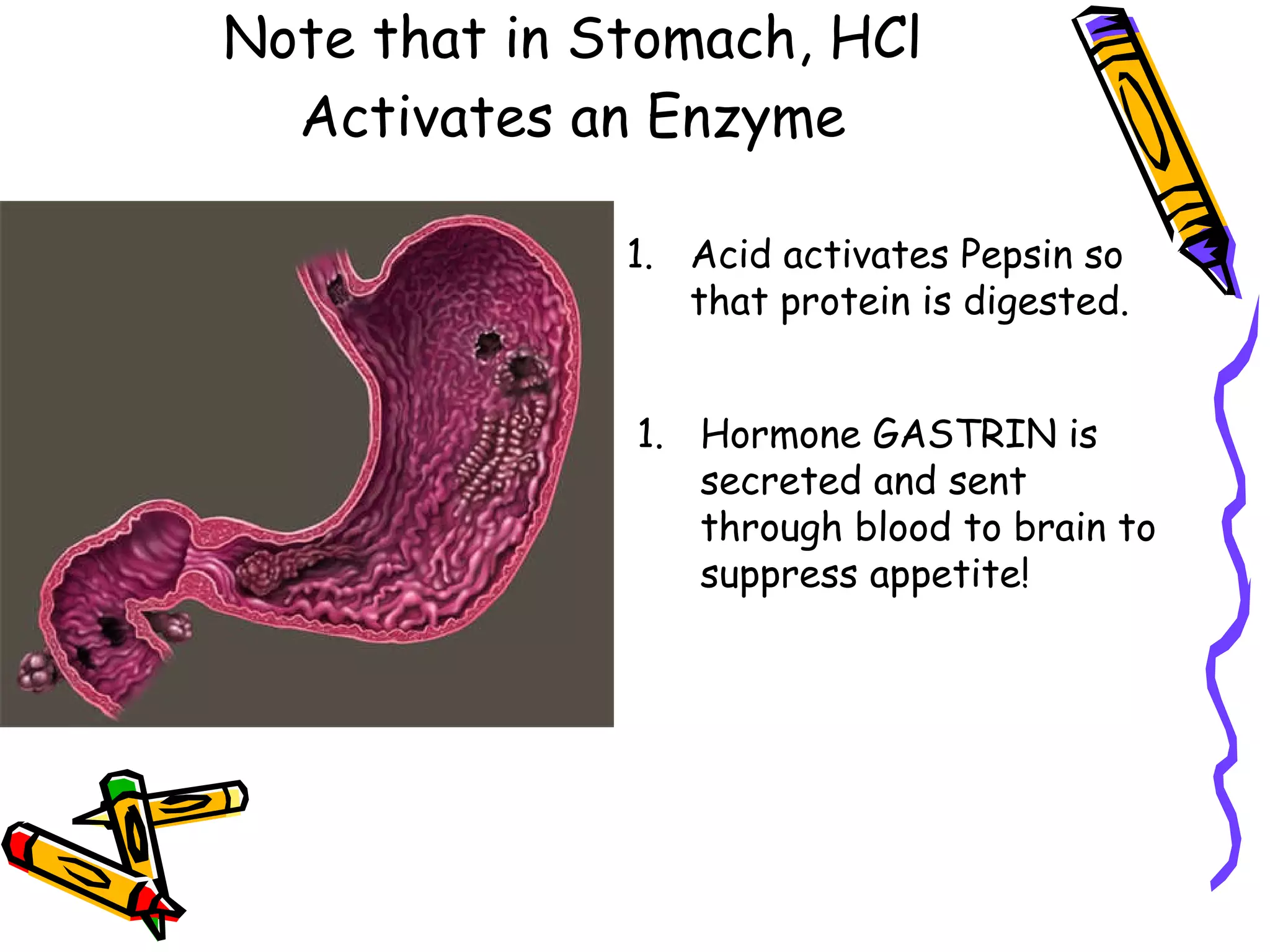 Note that in Stomach, HCl Activates an Enzyme Acid activates Pepsin so that protein is digested. Hormone GASTRIN is secreted and sent through blood to brain to suppress appetite! 