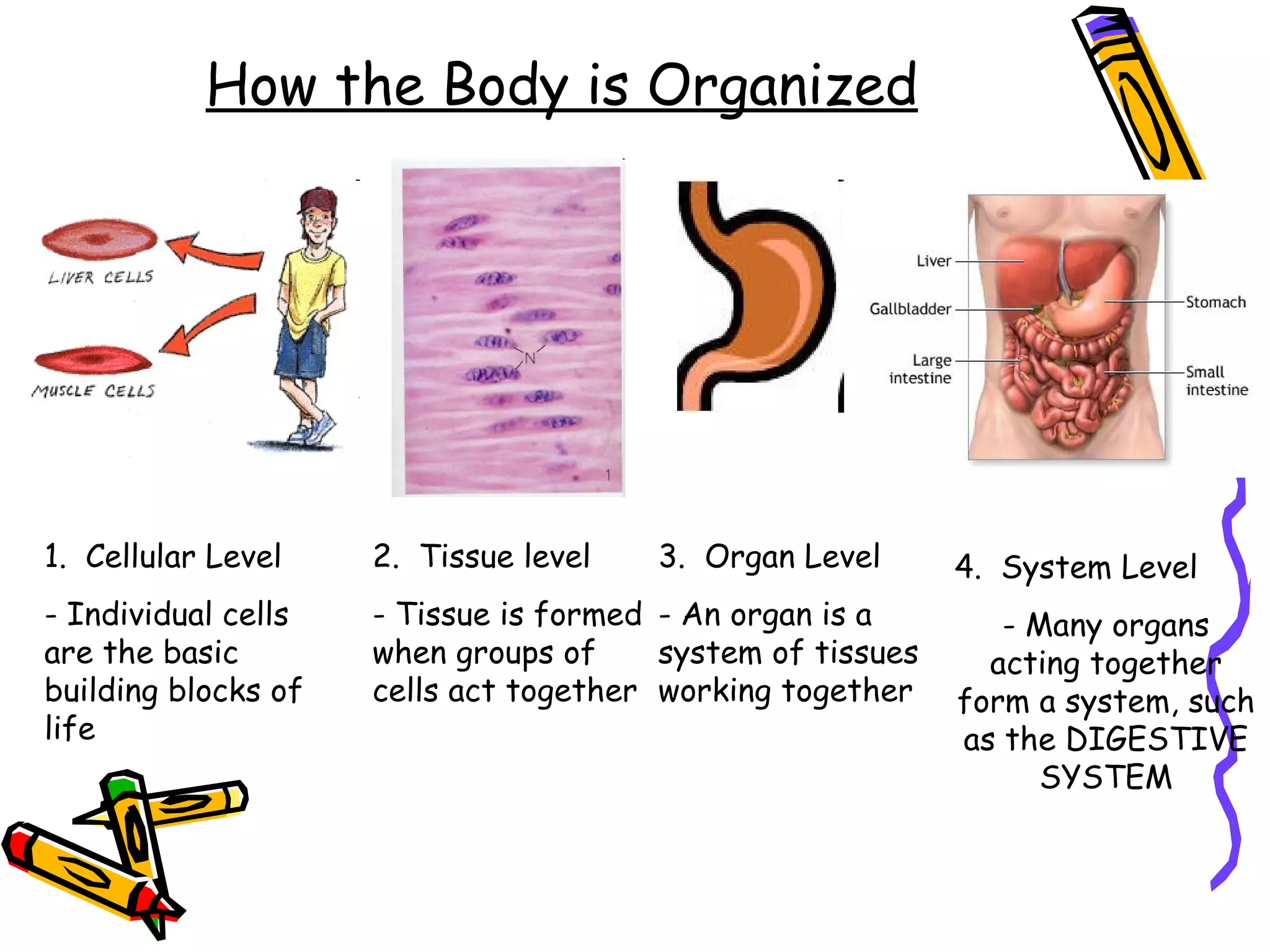 How the Body is Organized 1.  Cellular Level - Individual cells are the basic building blocks of life 2.  Tissue level - Tissue is formed when groups of cells act together 3.  Organ Level - An organ is a system of tissues working together 4.  System Level - Many organs acting together form a system, such as the DIGESTIVE SYSTEM 