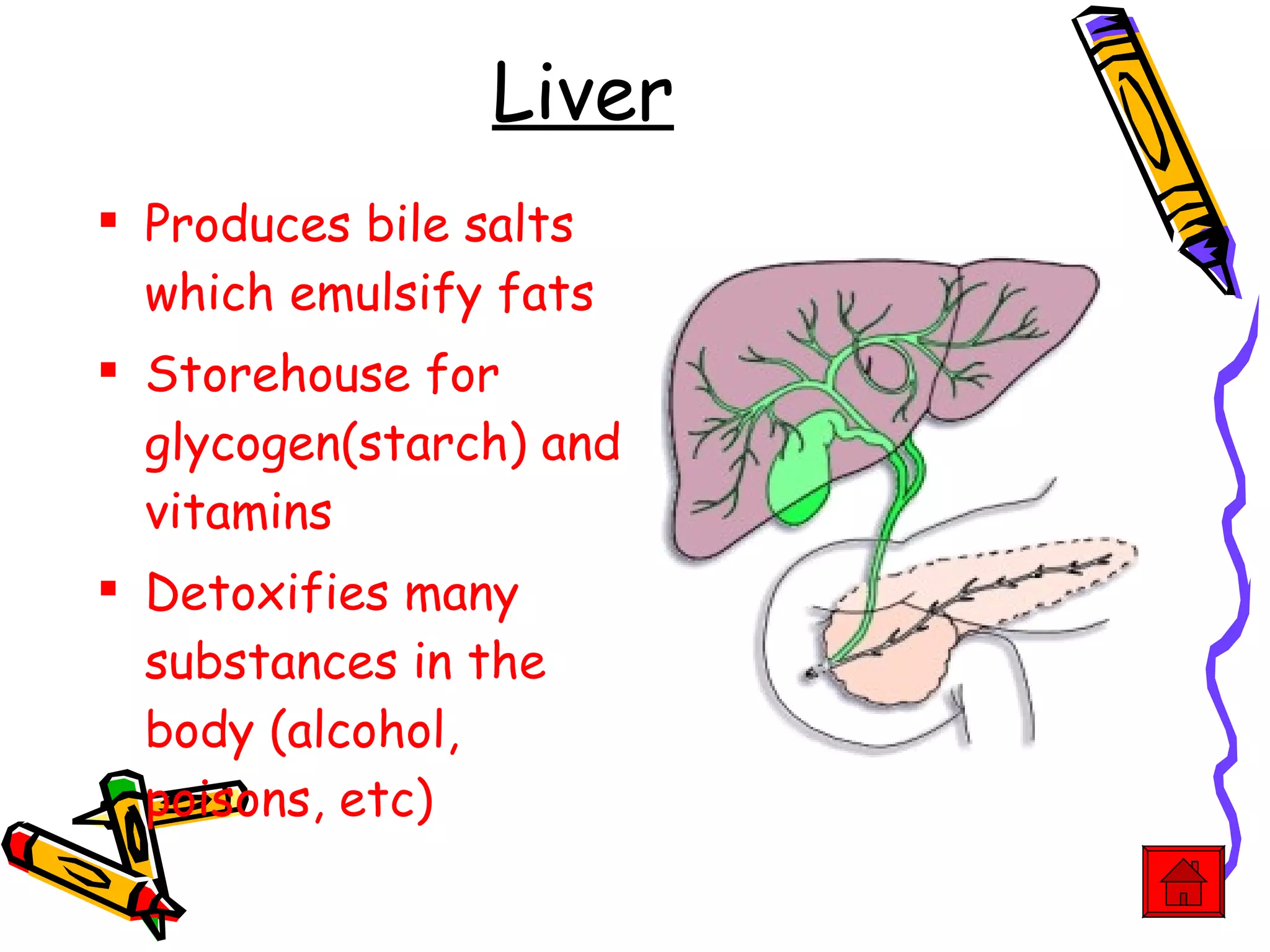 Liver Produces bile salts which emulsify fats Storehouse for glycogen(starch) and vitamins Detoxifies many substances in the body (alcohol, poisons, etc) 