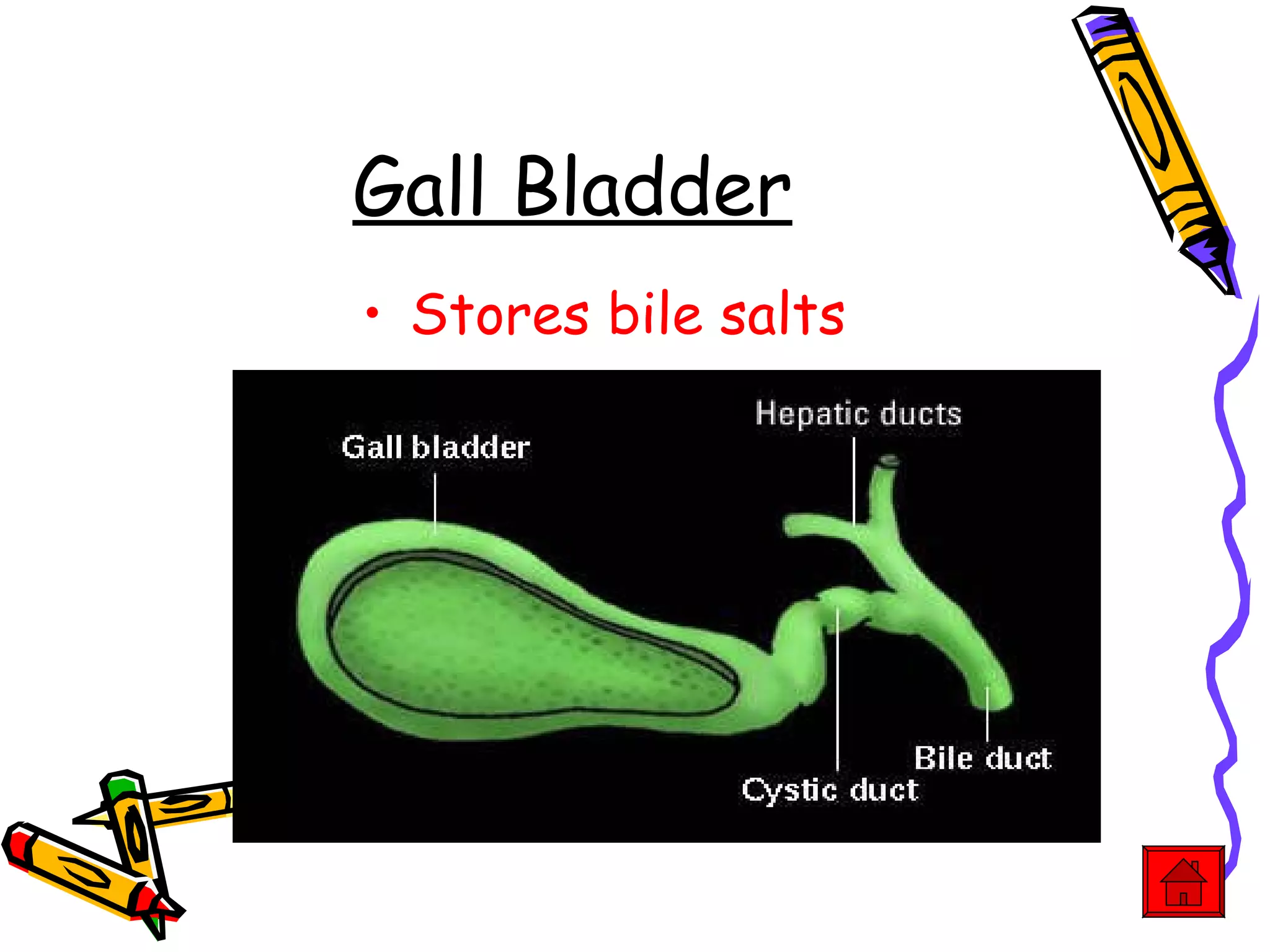 Gall Bladder Stores bile salts 