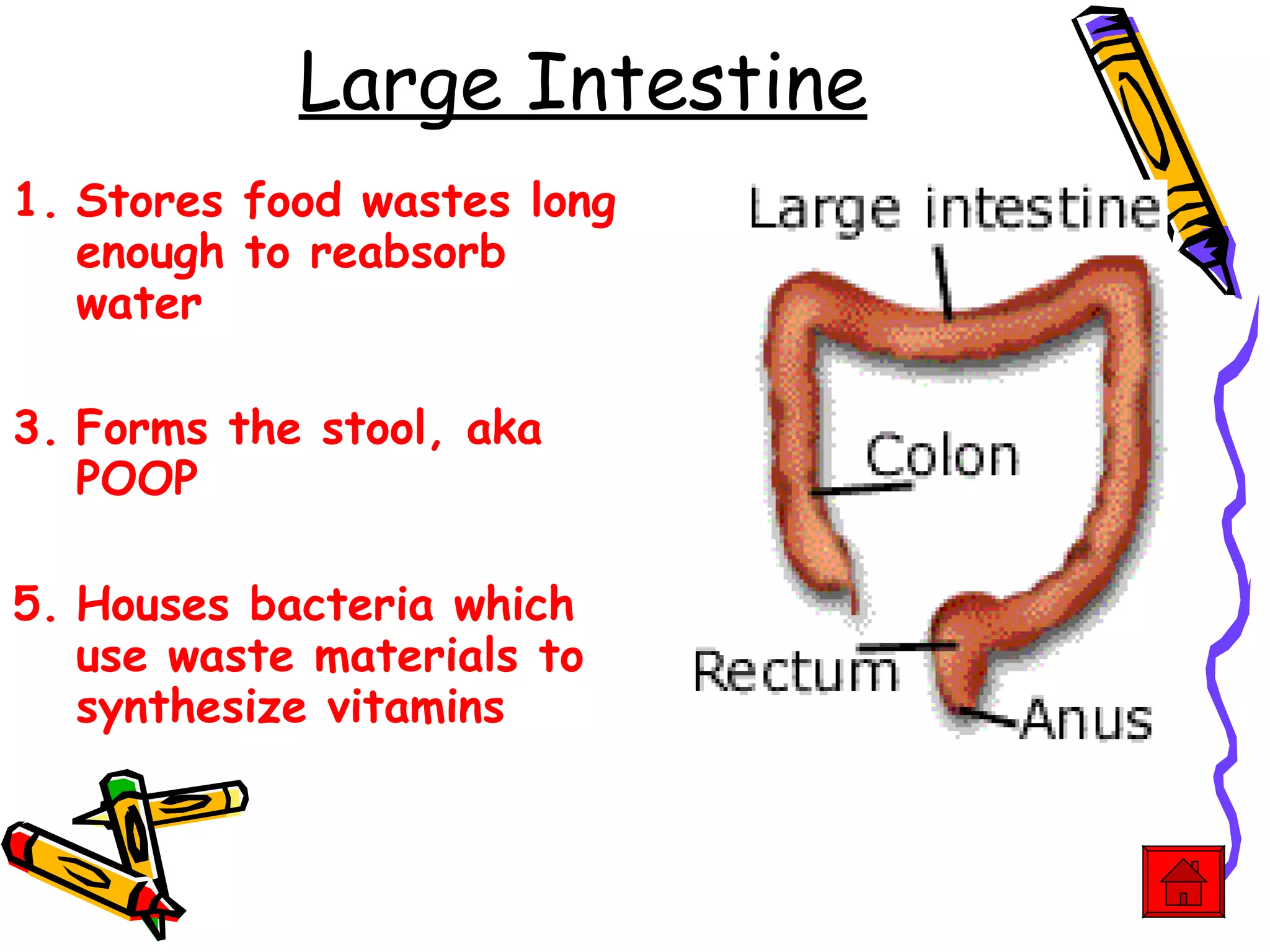 Large Intestine Stores food wastes long enough to reabsorb water Forms the stool, aka POOP Houses bacteria which use waste materials to synthesize vitamins 