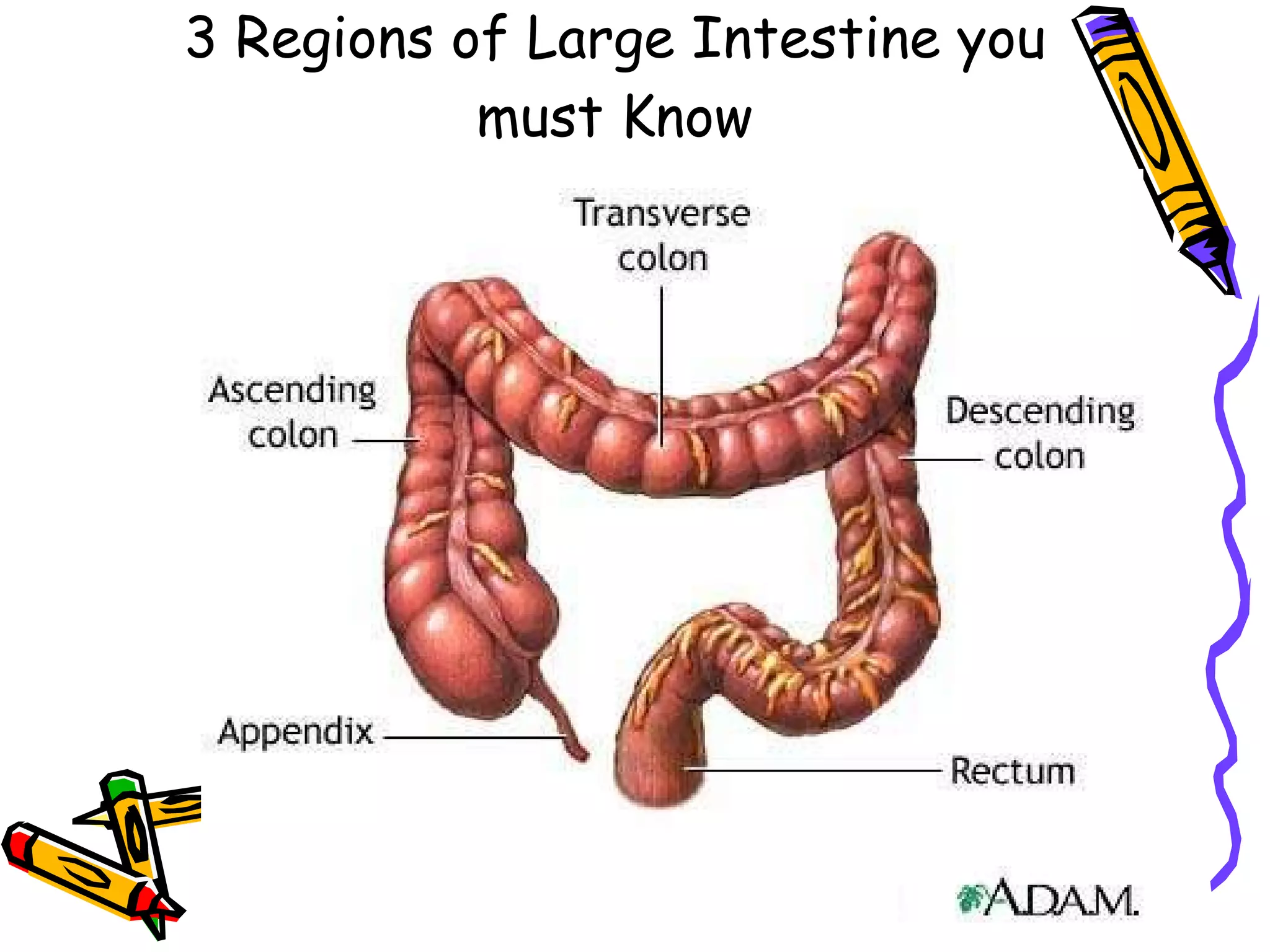 3 Regions of Large Intestine you must Know 
