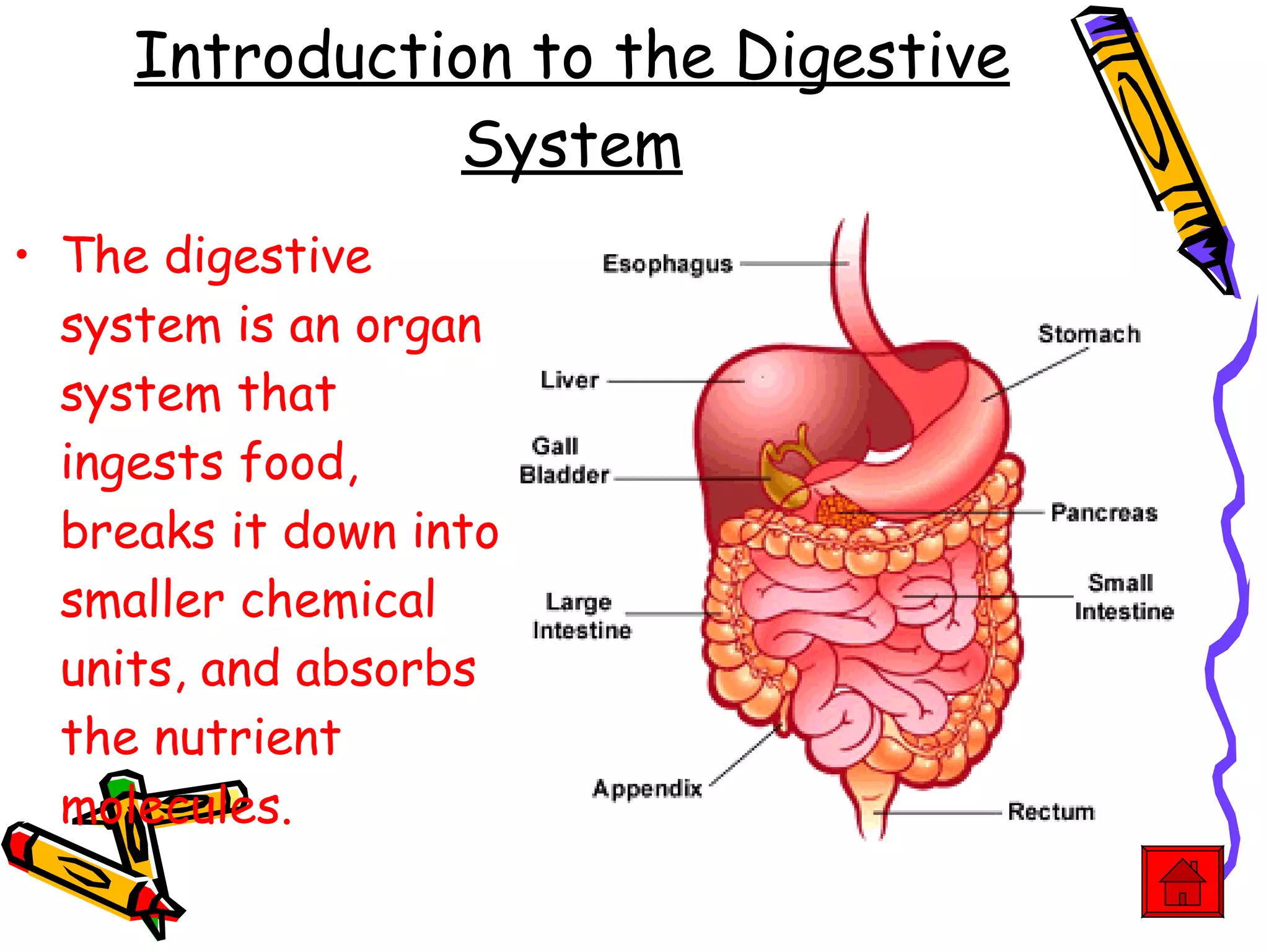 Introduction to the Digestive System The digestive system is an organ system that ingests food, breaks it down into smaller chemical units, and absorbs the nutrient molecules. 