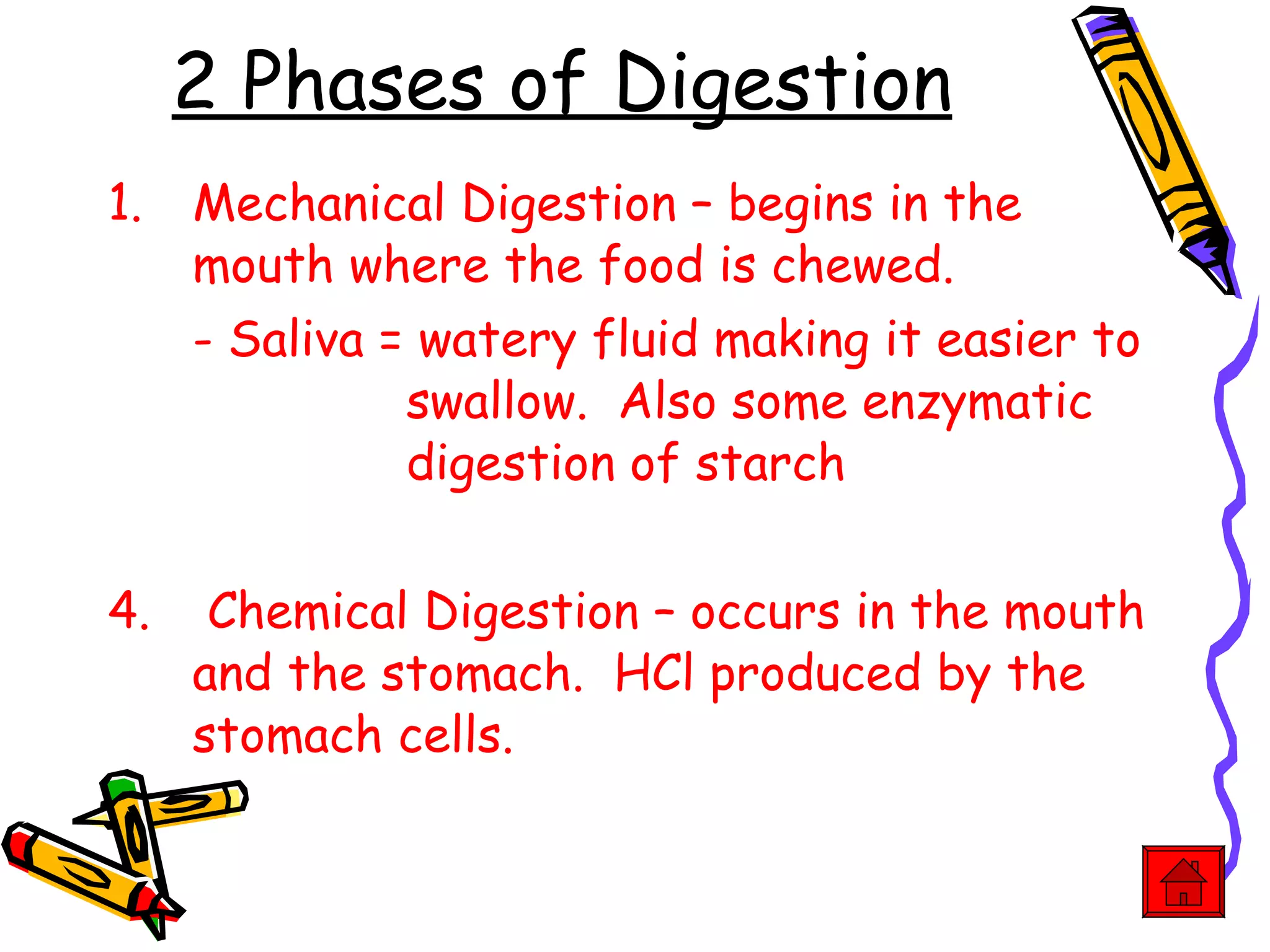 2 Phases of Digestion Mechanical Digestion – begins in the mouth where the food is chewed.  - Saliva = watery fluid making it easier to    swallow.  Also some enzymatic    digestion of starch Chemical Digestion – occurs in the mouth and the stomach.  HCl produced by the stomach cells. 
