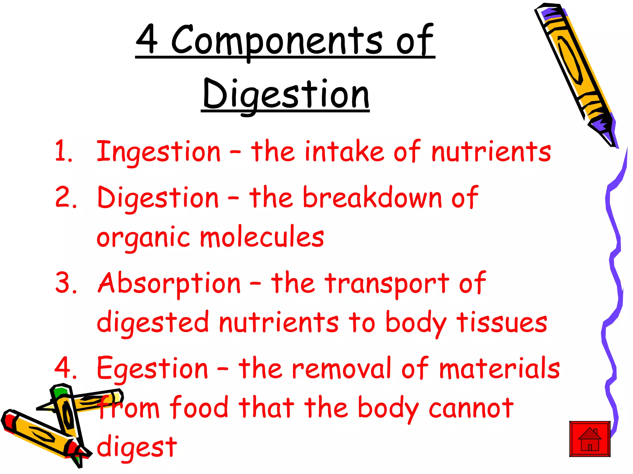 4 Components of Digestion Ingestion – the intake of nutrients Digestion – the breakdown of organic molecules Absorption – the transport of digested nutrients to body tissues Egestion – the removal of materials from food that the body cannot digest 