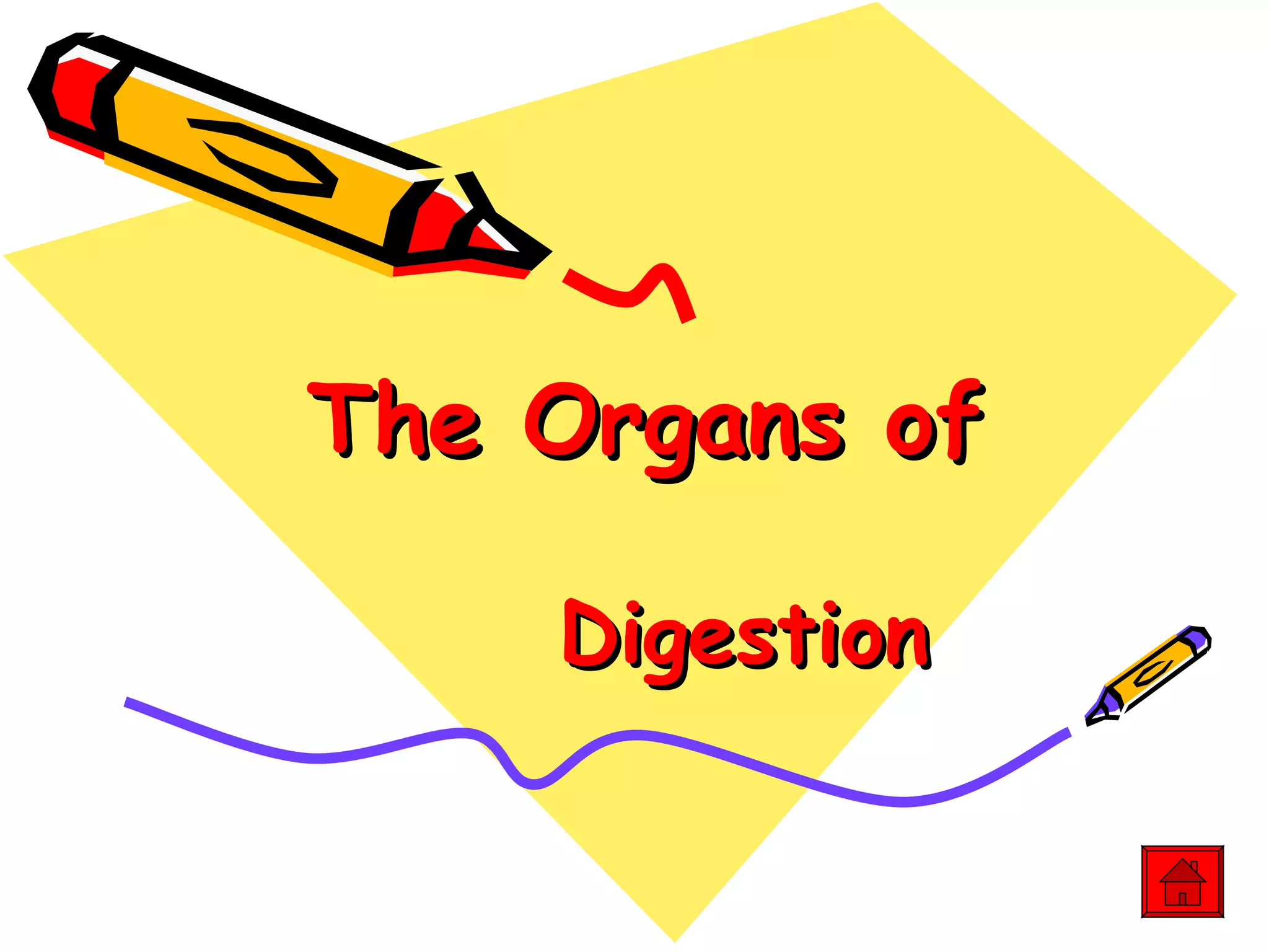 The Organs of Digestion 