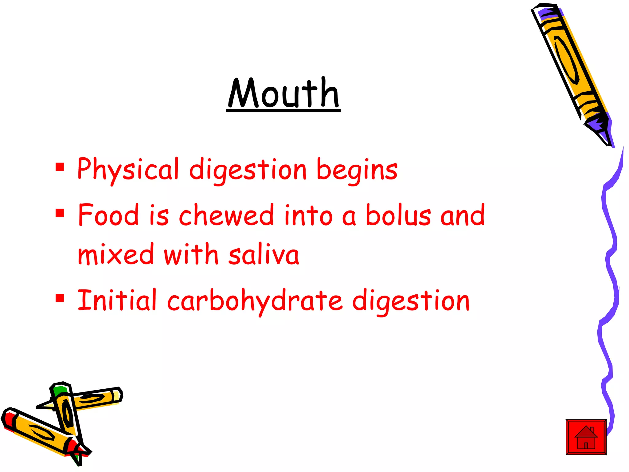 Mouth Physical digestion begins Food is chewed into a bolus and mixed with saliva Initial carbohydrate digestion 