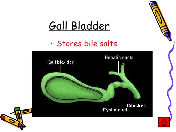 Digestive System Teacher