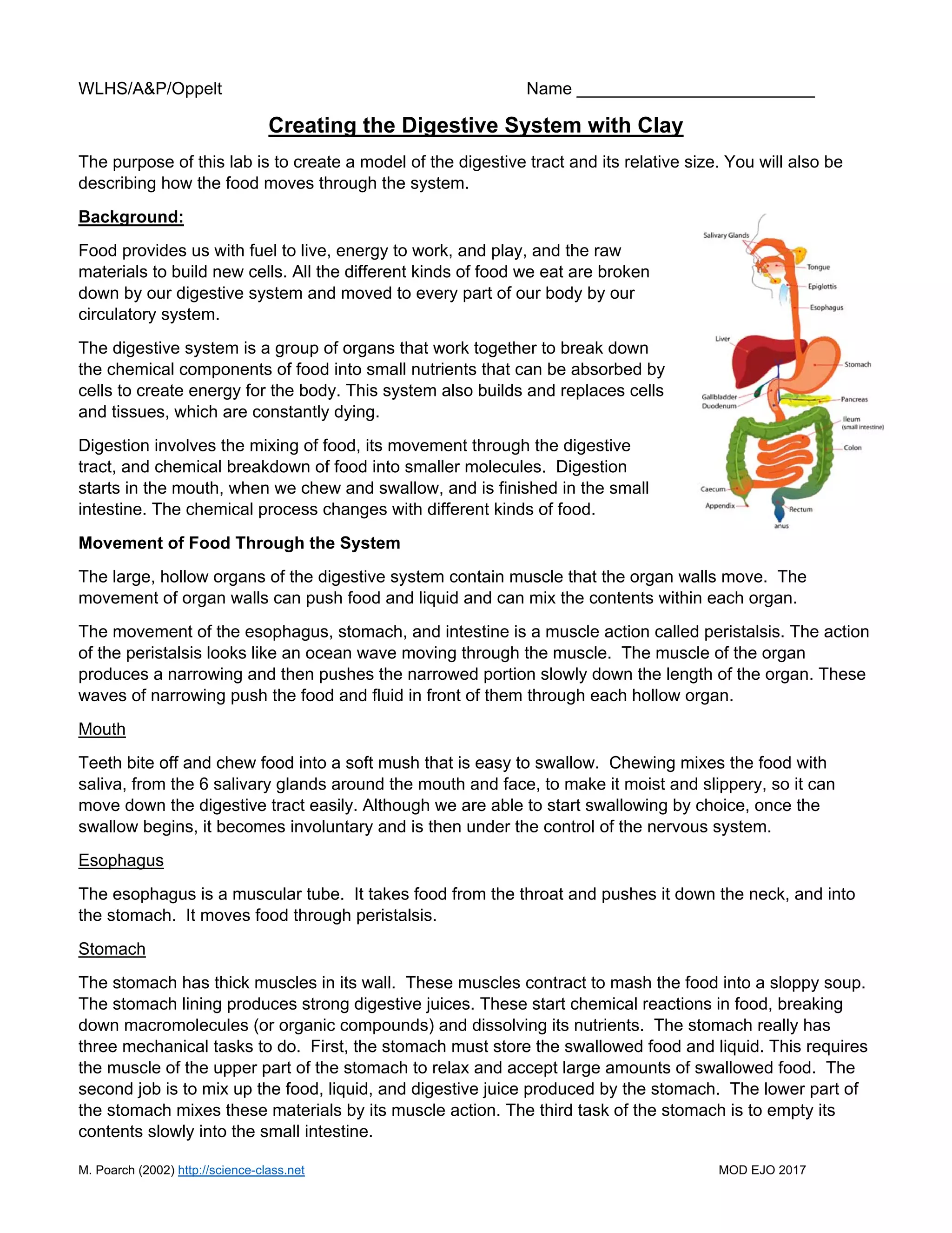 Digestive system with clay | PDF