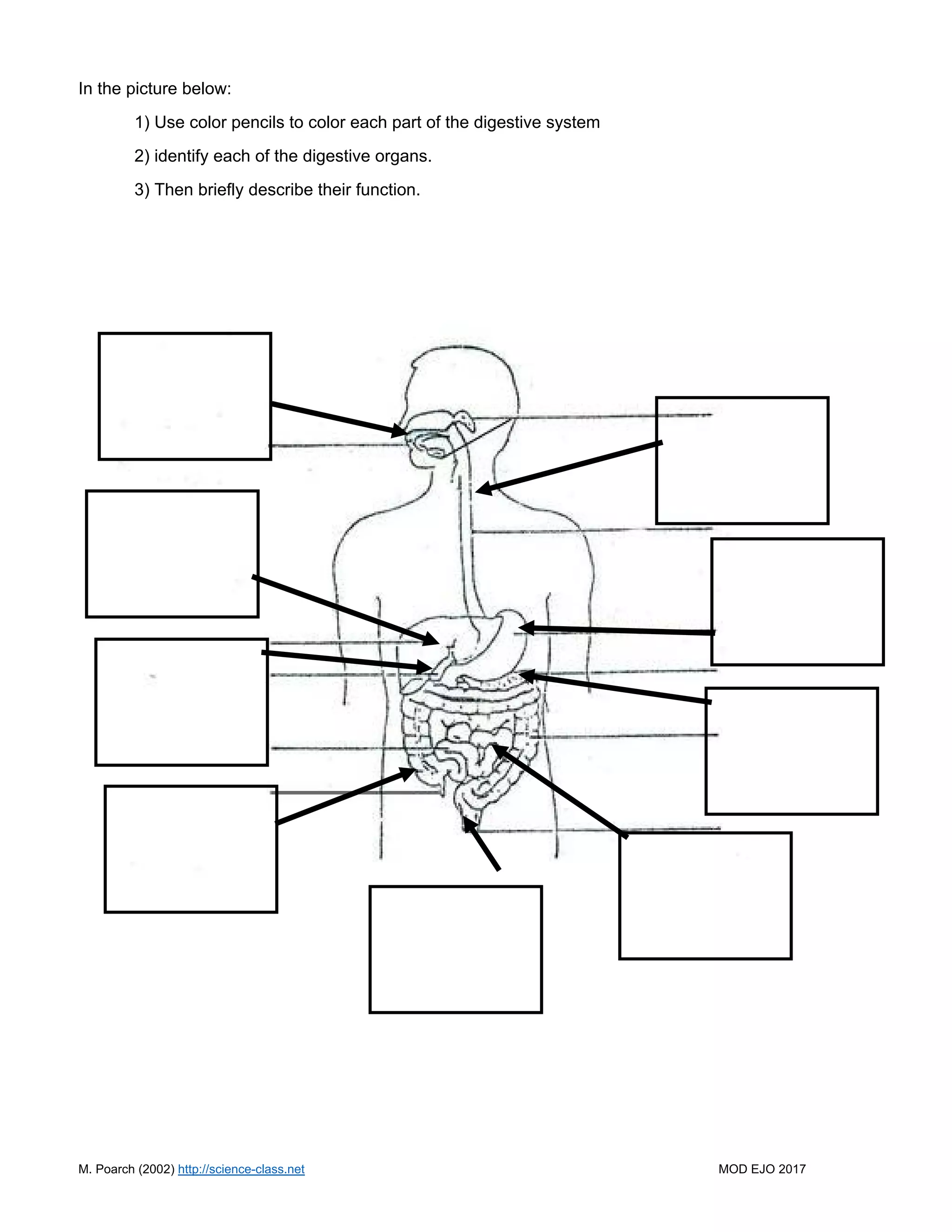 Digestive system with clay | PDF | Digestive Disorders | Diseases and ...