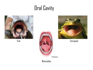 Overbite Fish Digestive Sytem of Vertebrates | PPTX