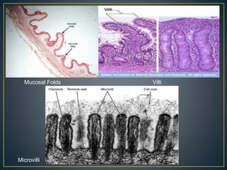 Mucosal Folds Villi
Microvilli
 