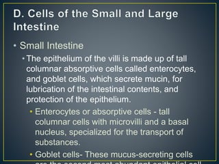 • Small Intestine
• The epithelium of the villi is made up of tall
columnar absorptive cells called enterocytes,
and goblet cells, which secrete mucin, for
lubrication of the intestinal contents, and
protection of the epithelium.
• Enterocytes or absorptive cells - tall
columnar cells with microvilli and a basal
nucleus, specialized for the transport of
substances.
• Goblet cells- These mucus-secreting cells
 