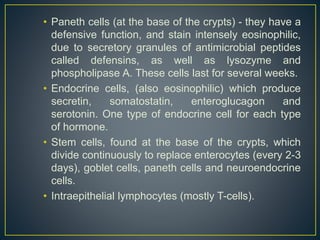 • Paneth cells (at the base of the crypts) - they have a
defensive function, and stain intensely eosinophilic,
due to secretory granules of antimicrobial peptides
called defensins, as well as lysozyme and
phospholipase A. These cells last for several weeks.
• Endocrine cells, (also eosinophilic) which produce
secretin, somatostatin, enteroglucagon and
serotonin. One type of endocrine cell for each type
of hormone.
• Stem cells, found at the base of the crypts, which
divide continuously to replace enterocytes (every 2-3
days), goblet cells, paneth cells and neuroendocrine
cells.
• Intraepithelial lymphocytes (mostly T-cells).
 