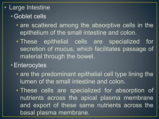• Large Intestine
• Goblet cells
• are scattered among the absorptive cells in the
epithelium of the small intestine and colon.
• These epithelial cells are specialized for
secretion of mucus, which facilitates passage of
material through the bowel.
• Enterocytes
• are the predominant epithelial cell type lining the
lumen of the small intestine and colon.
• These cells are specialized for absorption of
nutrients across the apical plasma membrane
and export of these same nutrients across the
basal plasma membrane.
 