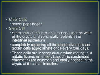 • Chief Cells
• secret pepsinogen
• Stem Cell
• Stem cells of the intestinal mucosa line the walls
of the crypts and continually replenish the
intestinal epithelium
• completely replacing all the absorptive cells and
goblet cells approximate once every four days.
• These cells are inconspicuous when resting, but
mitotic figures (intensely basophilic condensed
chromatin) are common and easily noticed in the
crypts of the small intestine.
 