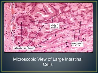 Microscopic View of Large Intestinal
Cells
 