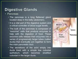 • Pancreas
• The pancreas is a long flattened gland
located deep in the belly (abdomen).
• It is a vital part of the digestive system and
a critical controller of blood sugar levels.
• The bulk of the pancreas is composed of
“exocrine” cells that produce enzymes to
help with the digestion of food. These
exocrine cells release their enzymes into a
series of progressively larger tubes (called
ducts) that eventually join together to form
the main pancreatic duct.
• The secretions of the acini empty into
ducts lined with a simple low cuboidal
epithelium, which becomes stratified
cuboidal in the larger ducts.
 