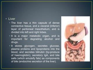 • Liver
• The liver has a thin capsule of dense
connective tissue, and a visceral (inferior)
layer of peritoneal mesothelium, and is
divided into left and right lobes.
• It is a major metabolic organ, and is
important for degrading alcohol and
drugs.
• It stores glycogen, secretes glucose,
plasma proteins and lipoproteins into the
blood, and secretes bilirubin (by-produce
of haemoglobin), secretory IgA, and bile
salts (which emulsify fats) as components
of bile (endocrine secretion of the liver).
 