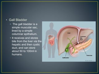 • Gall Bladder
• The gall bladder is a
simple muscular sac,
lined by a simple
columnar epithelium.
• It receives and stores
bile from the liver via the
hepatic and then cystic
duct, and can store
about 50 to 100ml in
humans.
 
