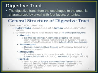 • The digestive tract, from the esophagus to the anus, is
characterized by a wall with four layers, or tunics.
 