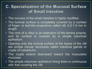 • The mucosa of the small intestine is highly modified.
• The luminal surface is completely covered by a number
of finger- or leaf-like projections called villi, 0.5-1.5 mm in
length.
• The core of a villus is an extension of the lamina propria,
and its surface is covered by a simple columnar
epithelium.
• Opening onto the luminal surface at the bases of the villi
are simple tubular structures called intestinal glands or
crypts of Lieberkuhn.
• The crypts extend downward toward the muscularis
mucosae.
• The simple columnar epithelium lining them is continuous
with that covering the villi.
 