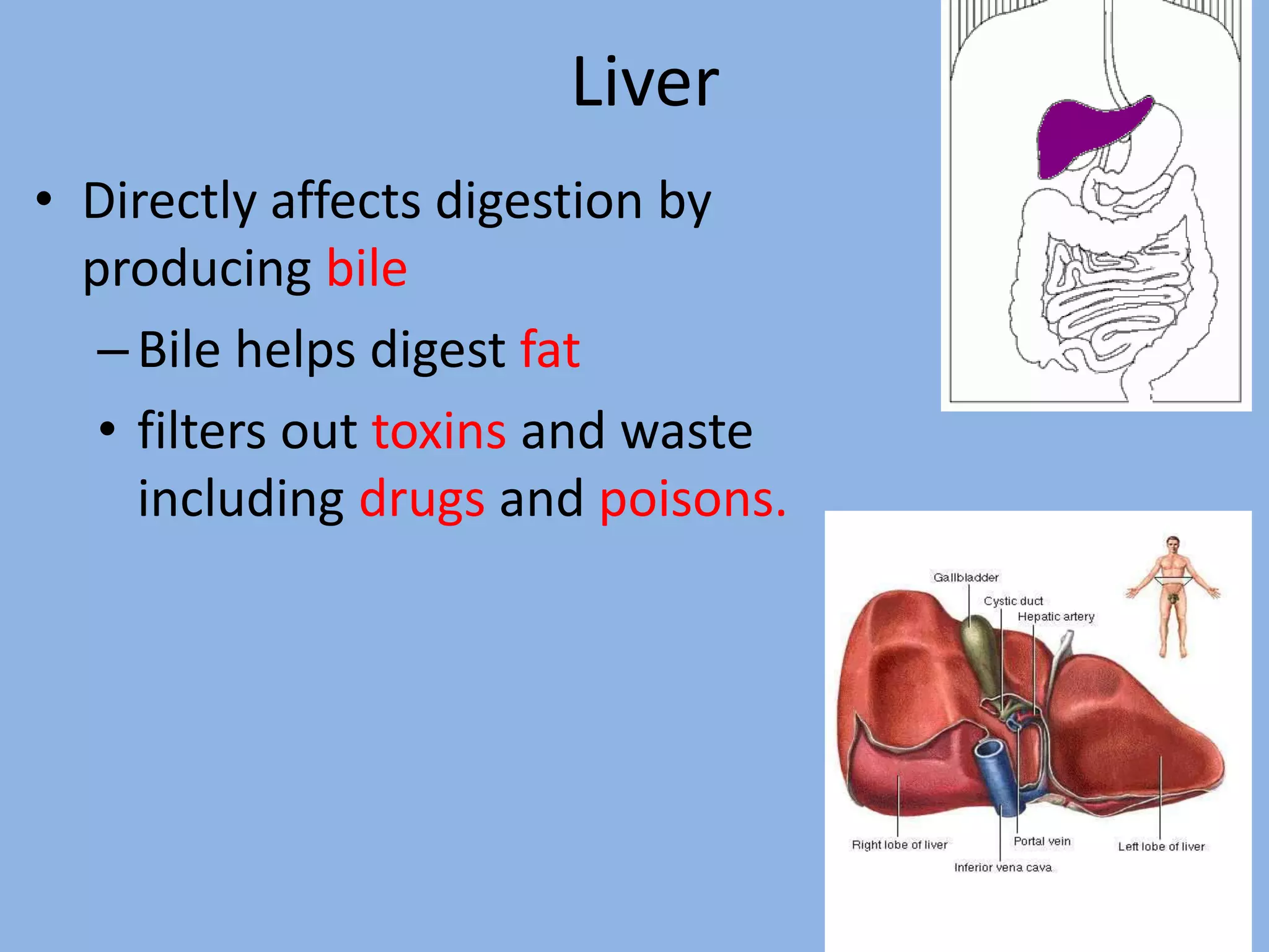 digestive tract -maayer.pptx