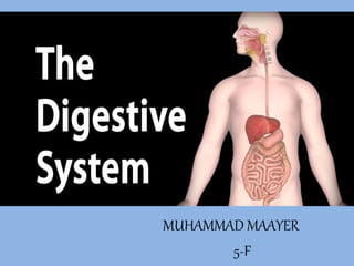Digestive
System
MUHAMMAD MAAYER
5-F
 