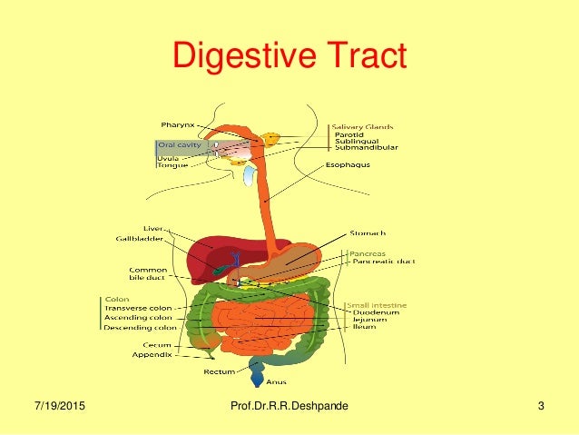 [DIAGRAM] Diagram Of Intestinal Track - MYDIAGRAM.ONLINE