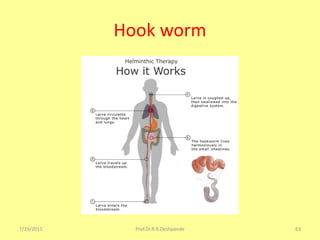 Hook worm
7/19/2015 Prof.Dr.R.R.Deshpande 63
 