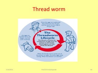 Thread worm
7/19/2015 Prof.Dr.R.R.Deshpande 64
 