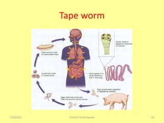 Tape worm
7/19/2015 Prof.Dr.R.R.Deshpande 65
 