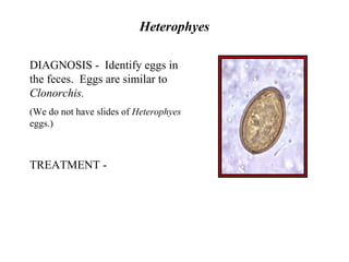 Heterophyidae Digestive Trematodes | PPT