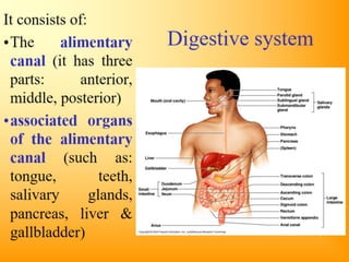 Digestive tube 