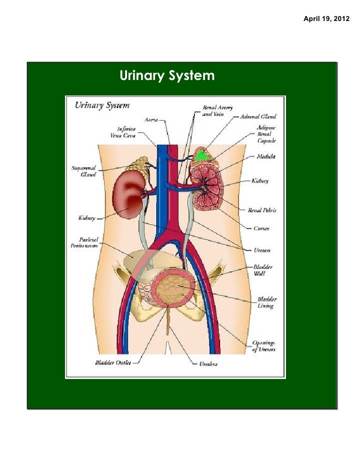 Digestive & urinary systems & nutrition course notes