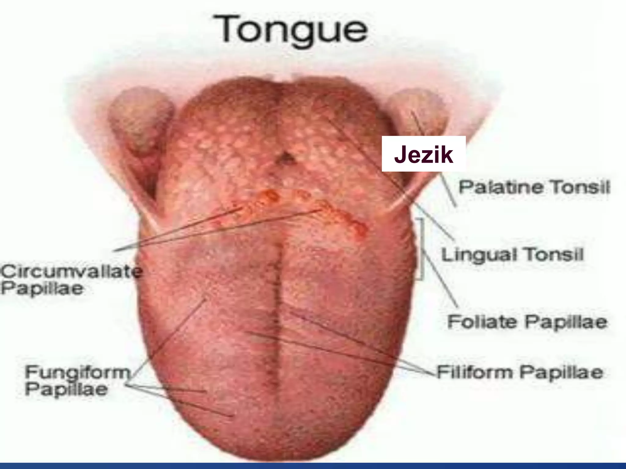 Jezik
• .
Jezik
 