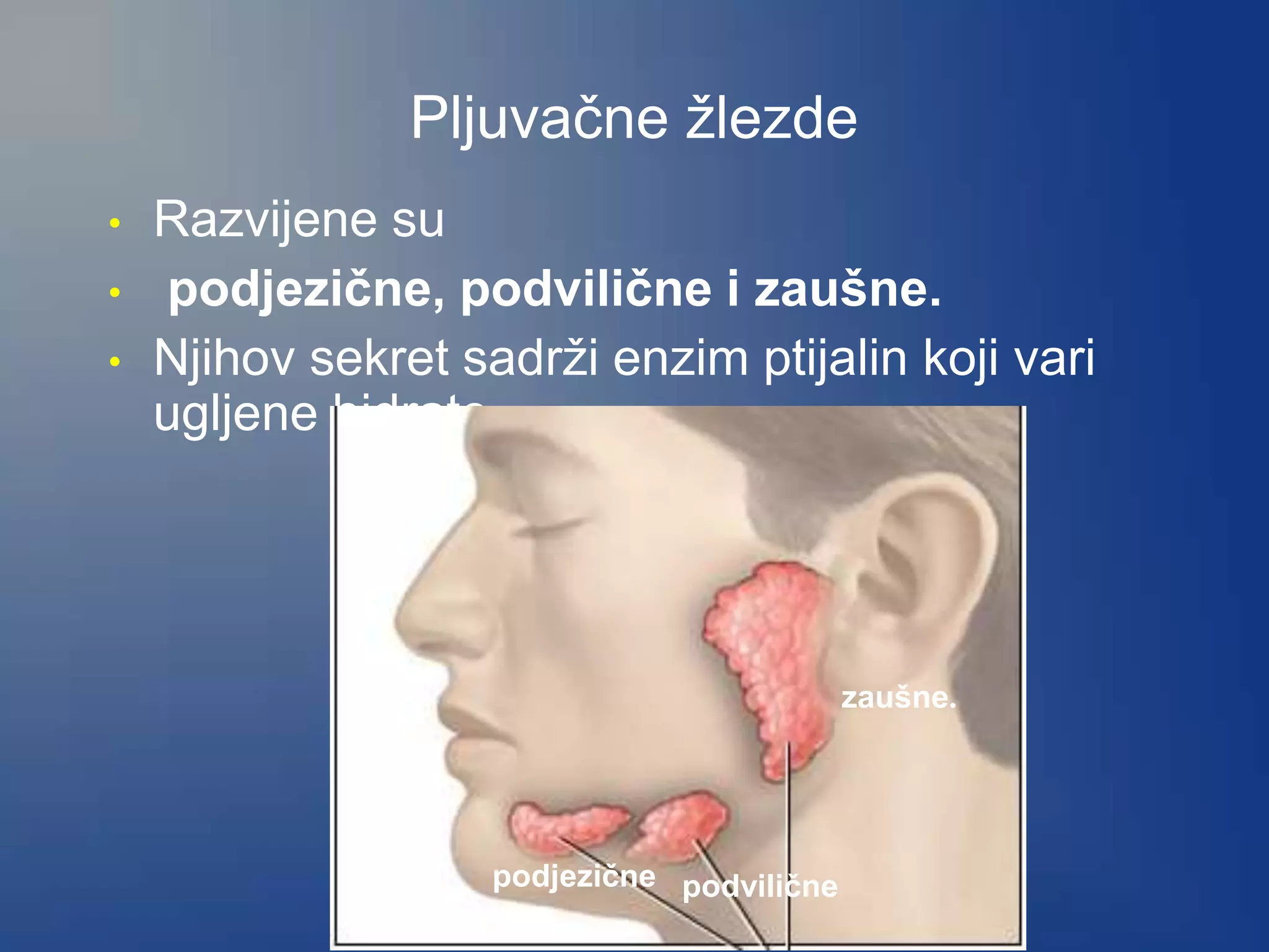 Pljuvačne žlezde
• Razvijene su
• podjezične, podvilične i zaušne.
• Njihov sekret sadrži enzim ptijalin koji vari
ugljene hidrate.
zaušne.
podviličnepodjezične
 