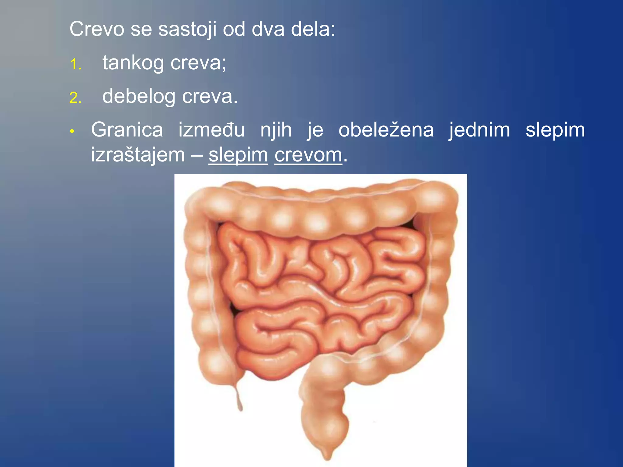 Crevo se sastoji od dva dela:
1. tankog creva;
2. debelog creva.
• Granica između njih je obeležena jednim slepim
izraštajem – slepim crevom.
 