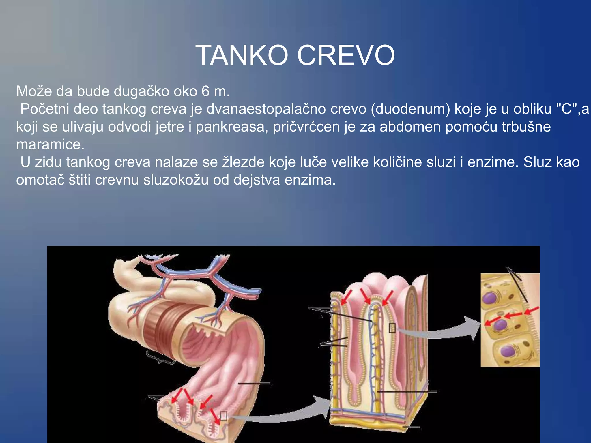 TANKO CREVO
Može da bude dugačko oko 6 m.
Početni deo tankog creva je dvanaestopalačno crevo (duodenum) koje je u obliku "C",a
koji se ulivaju odvodi jetre i pankreasa, pričvrćcen je za abdomen pomoću trbušne
maramice.
U zidu tankog creva nalaze se žlezde koje luče velike količine sluzi i enzime. Sluz kao
omotač štiti crevnu sluzokožu od dejstva enzima.
 