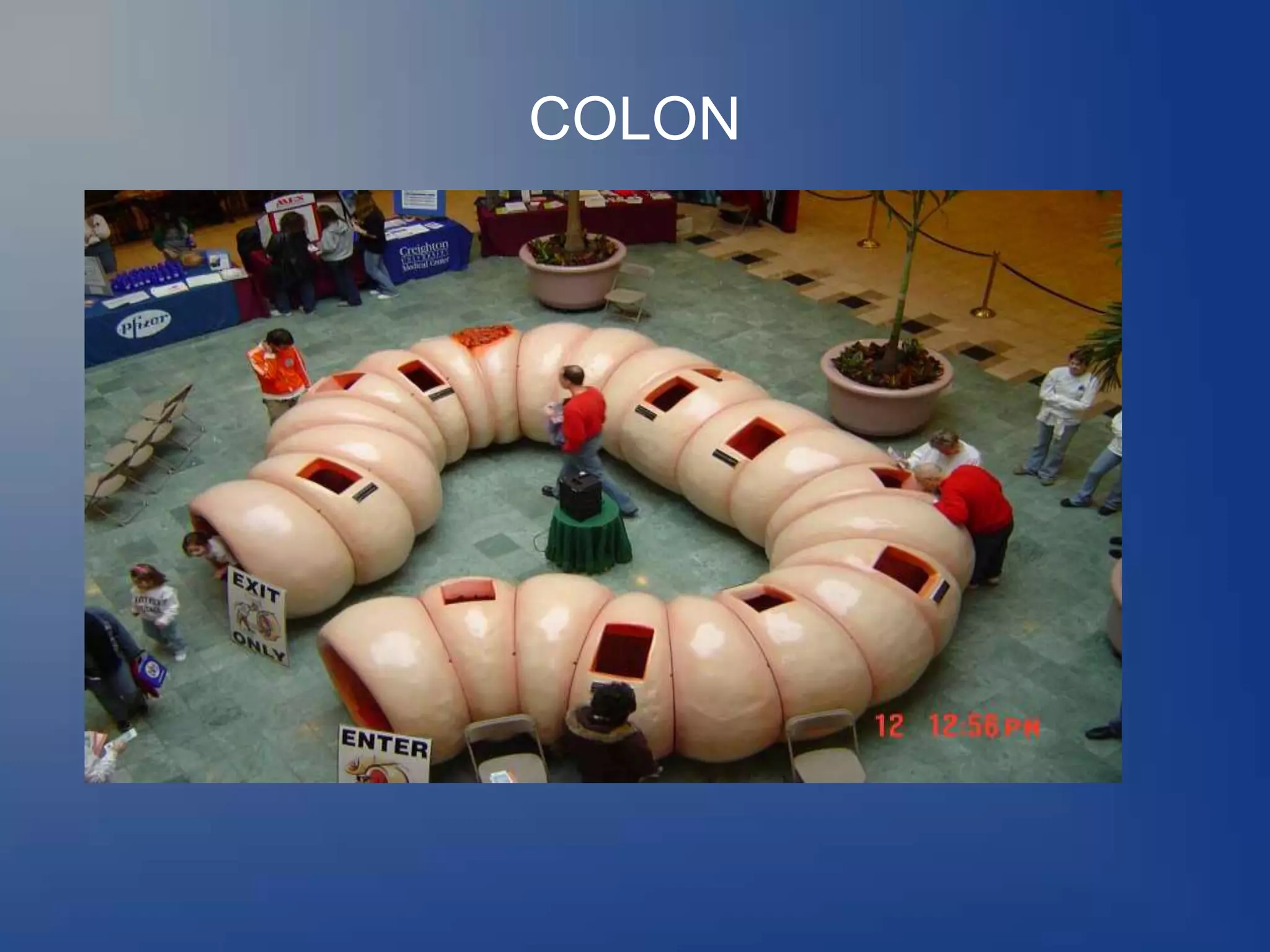 COLON
 