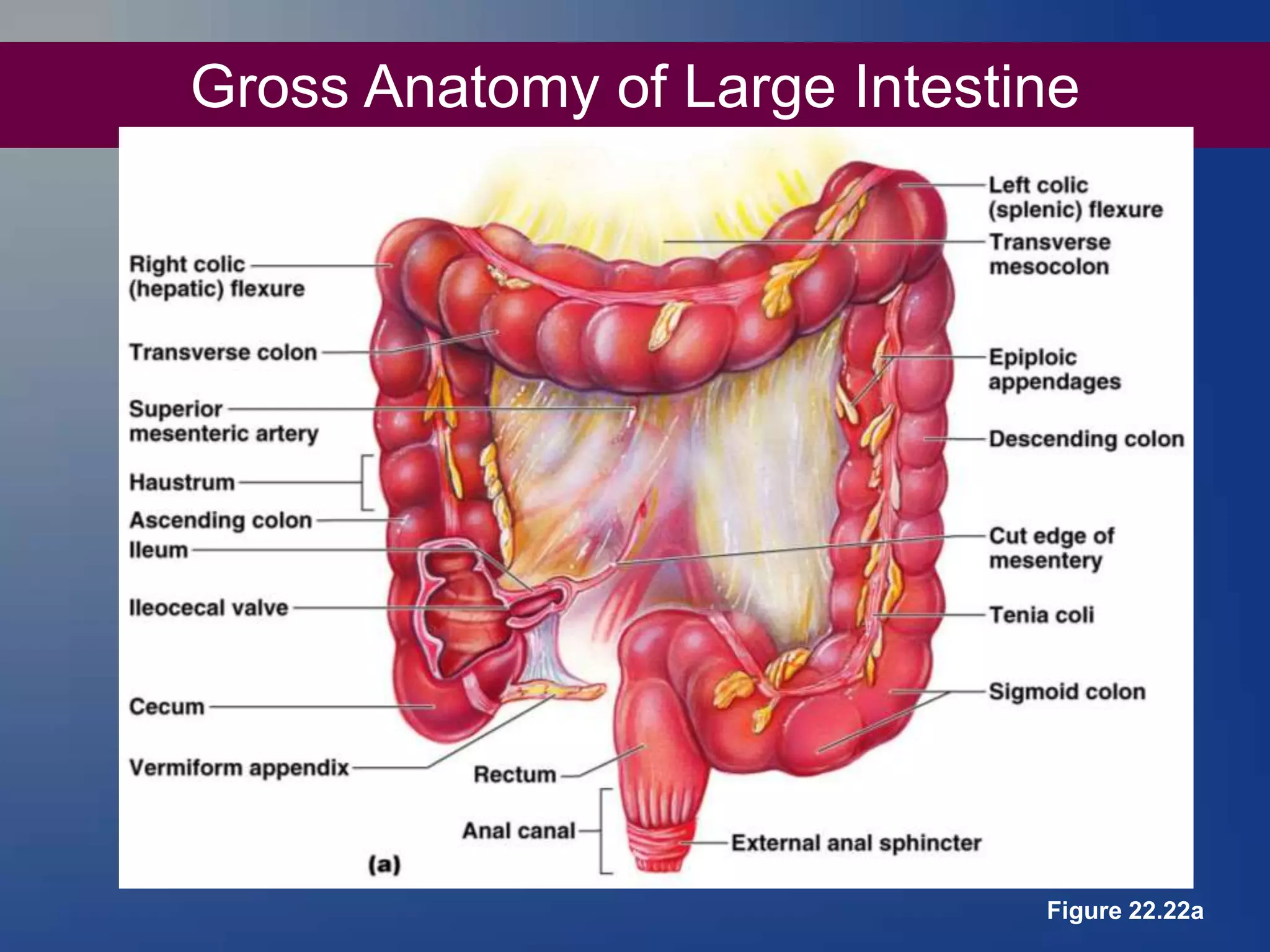 Gross Anatomy of Large Intestine
Figure 22.22a
 