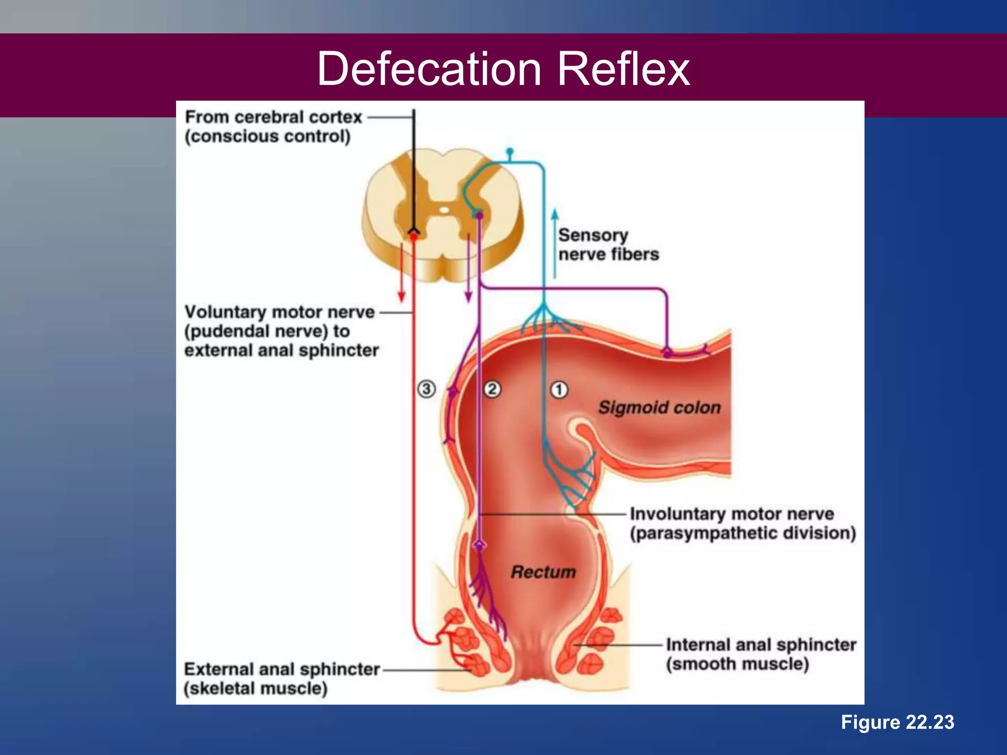 Defecation Reflex
Figure 22.23
 