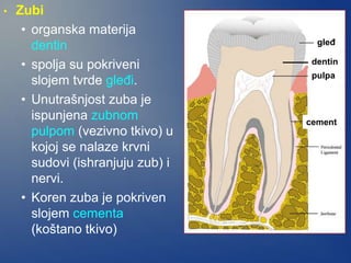 • Zubi
• organska materija
dentin
• spolja su pokriveni
slojem tvrde gleđi.
• Unutrašnjost zuba je
ispunjena zubnom
pulpom (vezivno tkivo) u
kojoj se nalaze krvni
sudovi (ishranjuju zub) i
nervi.
• Koren zuba je pokriven
slojem cementa
(koštano tkivo)
gleđ
dentin
pulpa
cement
 
