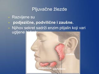 Pljuvačne žlezde
• Razvijene su
• podjezične, podvilične i zaušne.
• Njihov sekret sadrži enzim ptijalin koji vari
ugljene hidrate.
zaušne.
podvilične
podjezične
 